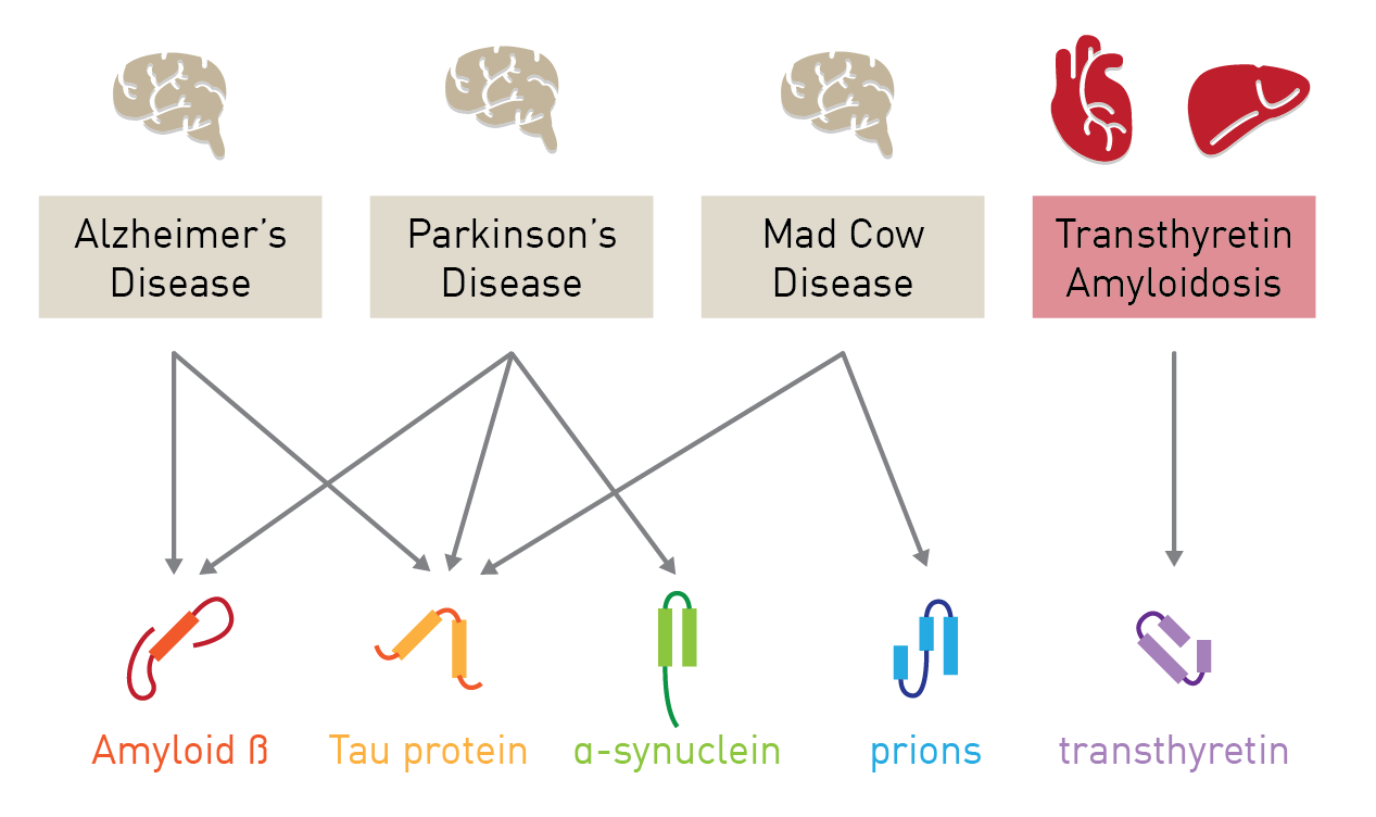 Mad cow disease. Misfolded Proteins. Tau Protein.